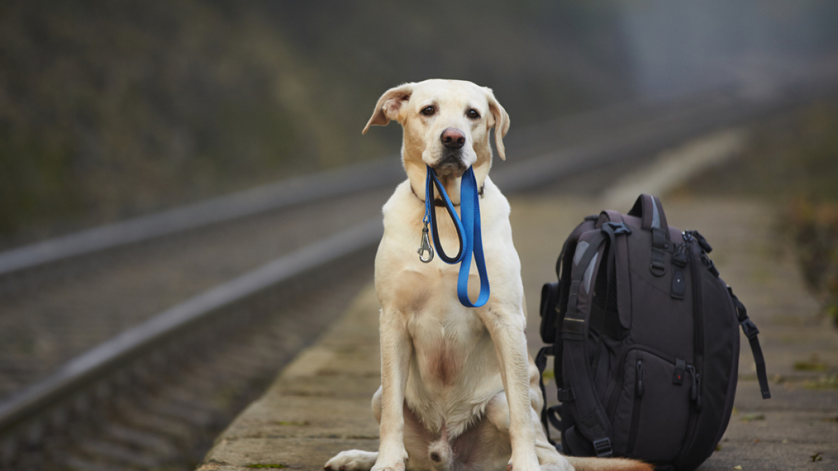 Illustration : "Toulouse : la ligne A du métro interrompue à cause d'un chien !"