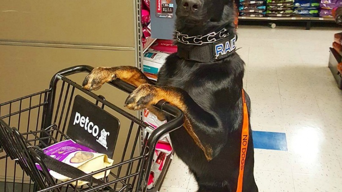 Illustration : "21 photos amusantes des chiens en train de faire les courses !"