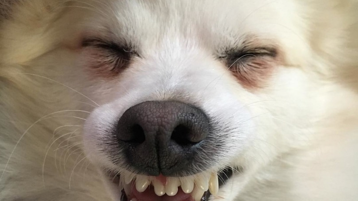 Illustration : "14 photos de chiens riant à pleines dents !"