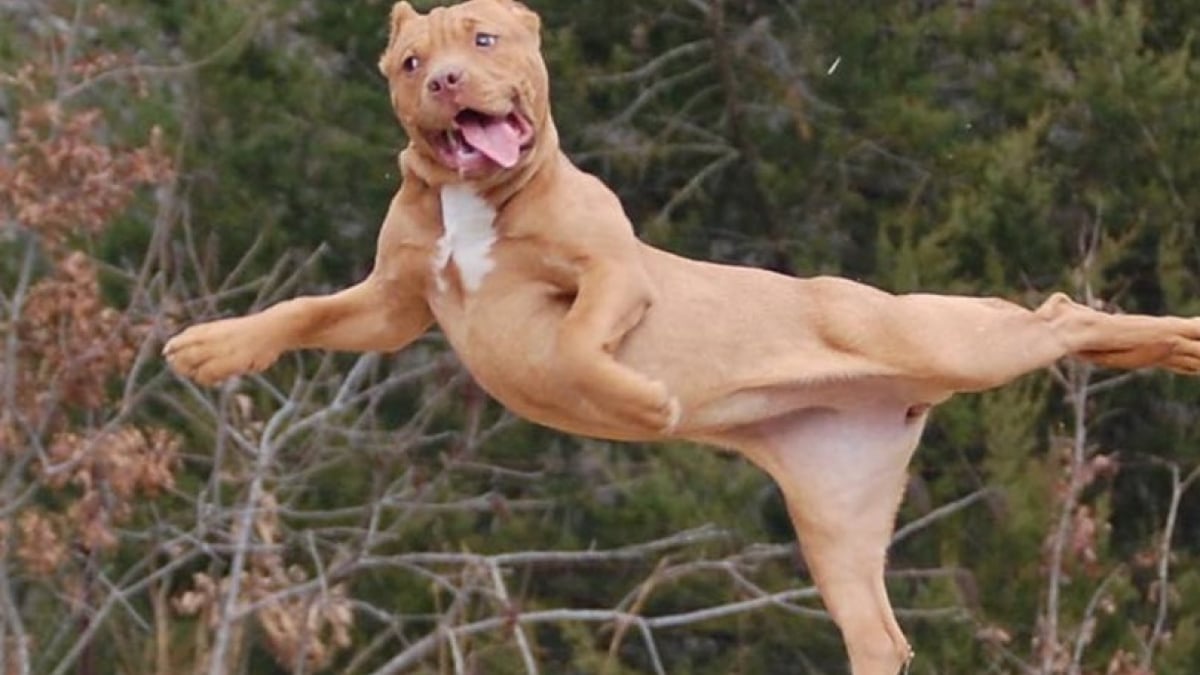 Illustration : "17 photos de Pitbulls figés dans des positions étonnantes ! "