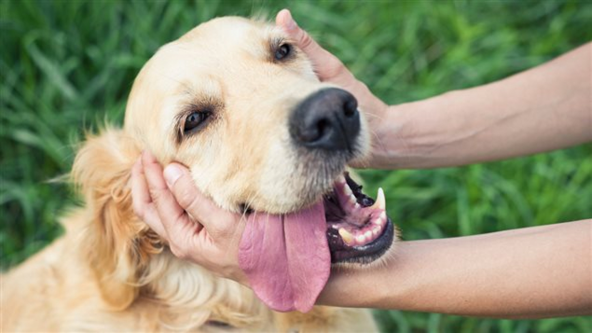 Illustration : "Une étude montre que les chiens préfèrent les caresses de leur maître à la nourriture !"