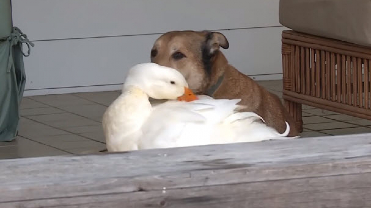 Illustration : "Ce chien se laissait mourir après la disparition de son ami, jusqu’à l'arrivée d'un canard !"