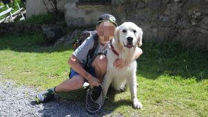 Illustration : "Suisse : Un Golden Retriever bientôt opéré après avoir été écrasé par une camionnette"