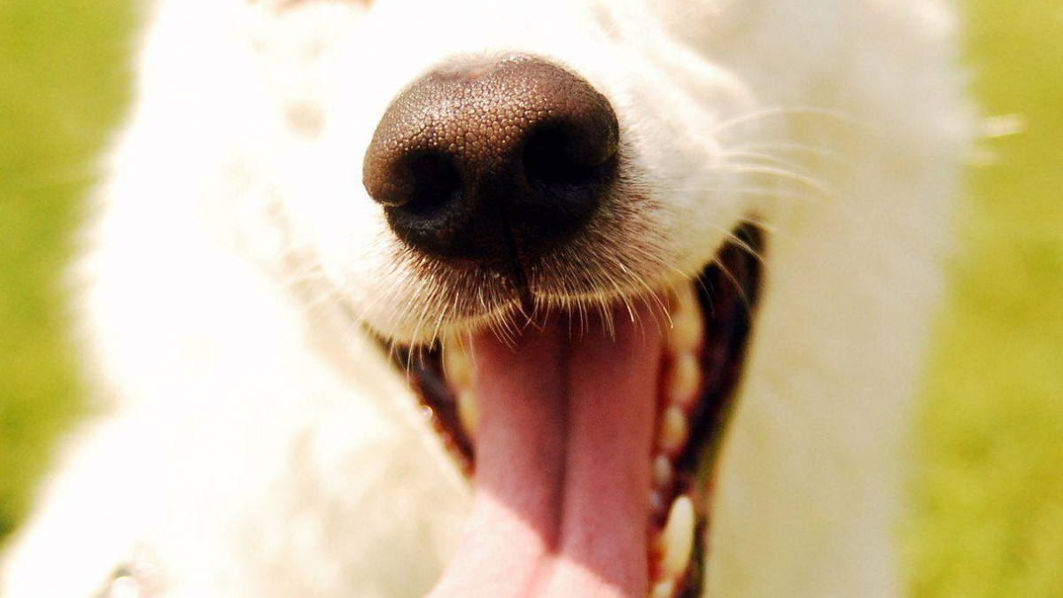 Illustration : "5 choses que votre chien essaie de vous dire quand il frotte son museau !"