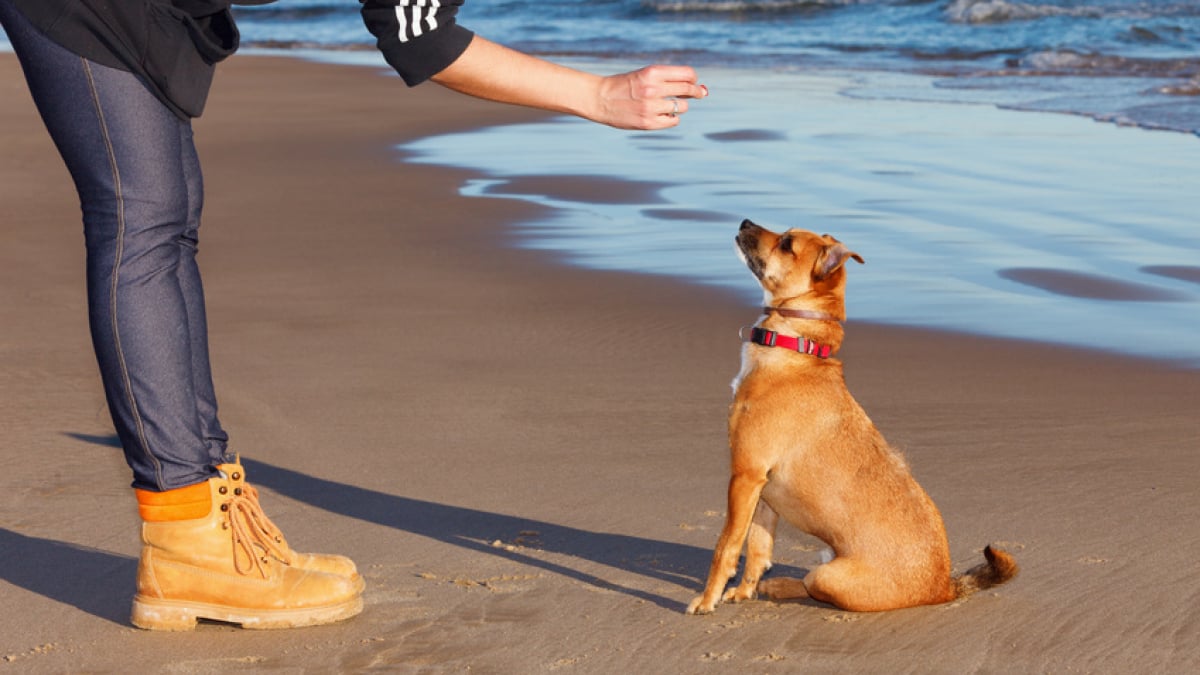 Illustration : "Comment faire obéir son chien ?"