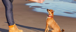 Illustration : "Comment faire obéir son chien ?"