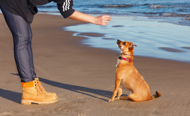 Illustration : "Comment faire obéir son chien ?"