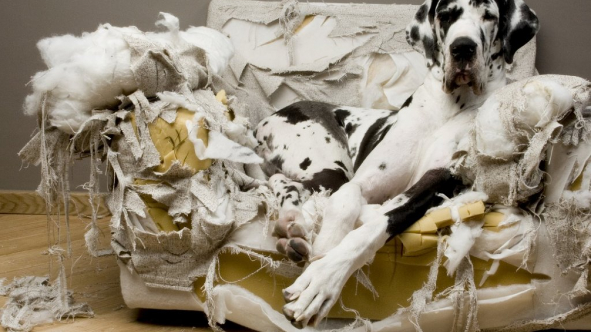Illustration : "14 photos de chiens qui n'ont pas eu une conduite exemplaire"