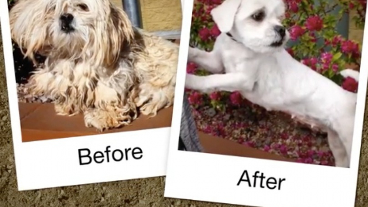 Illustration : "10 transformations incroyables de chiens errants qui redonnent foi en l'humanité"