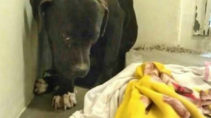 Illustration : Au refuge, ce Pitbull passait ses journées dans son coin. Il est maintenant le plus heureux !