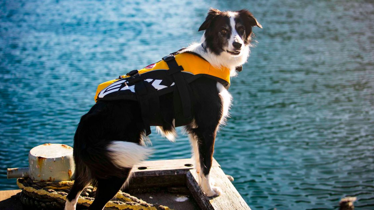 Illustration : "Bailey, un Border Collie au job atypique : il chasse les mouettes du musée de Sydney !"