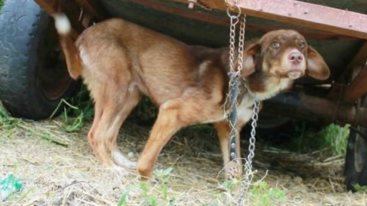 Illustration : "Bulgarie : Un chien abandonné et attaché à une caravane sous prétexte d'être atteint d’une maladie contagieuse"