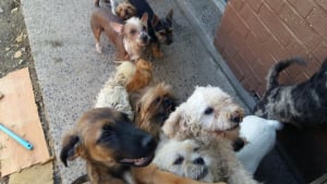 Illustration : Bruay-sur-l'Escaut (62) : l'association Cause Animale Nord retire 21 chiens qu'elle juge maltraités, au domicile d'une dame de 49 ans !