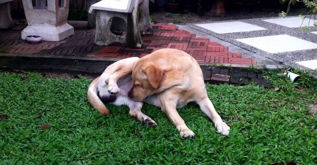 Scarica Gratis Images La Lettre Hilarante D Un Chien Apres Sa Castration le plus cool salutations