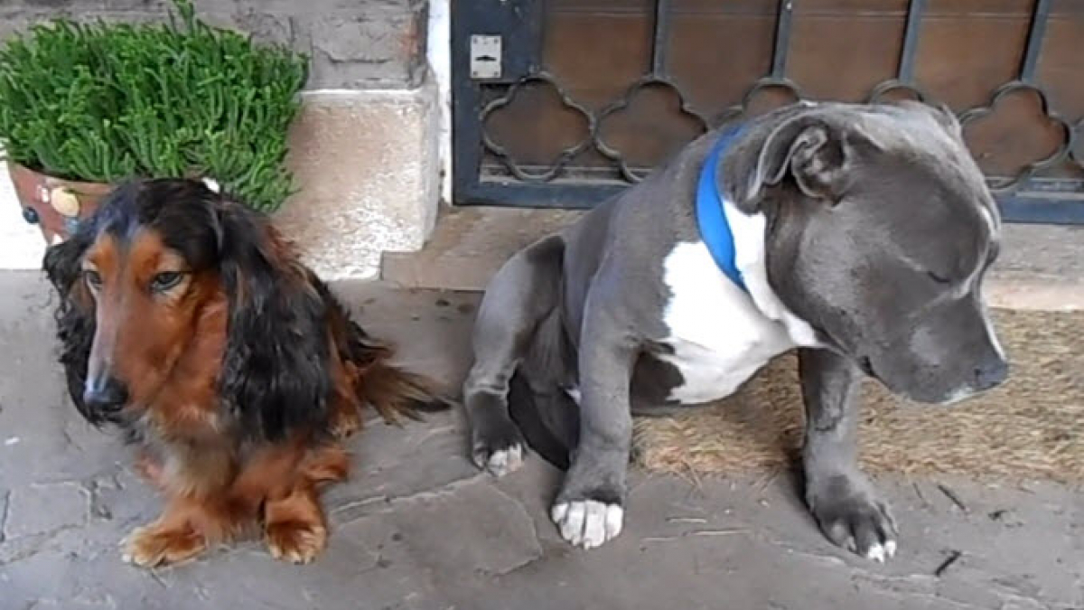 Illustration : "La vidéo amusante d’un chien coupable d’avoir mâchouillé les tongs de son propriétaire"
