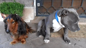 Illustration : La vidéo amusante d’un chien coupable d’avoir mâchouillé les tongs de son propriétaire