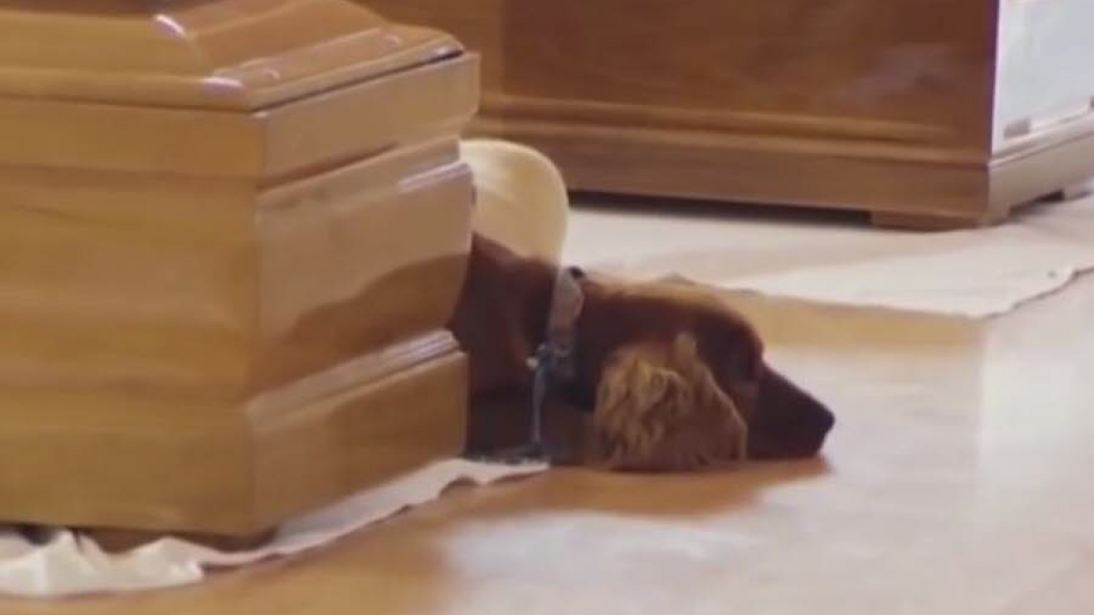 Illustration : "Séisme en Italie : les images poignantes d’un chien couché près du cercueil de son maître"