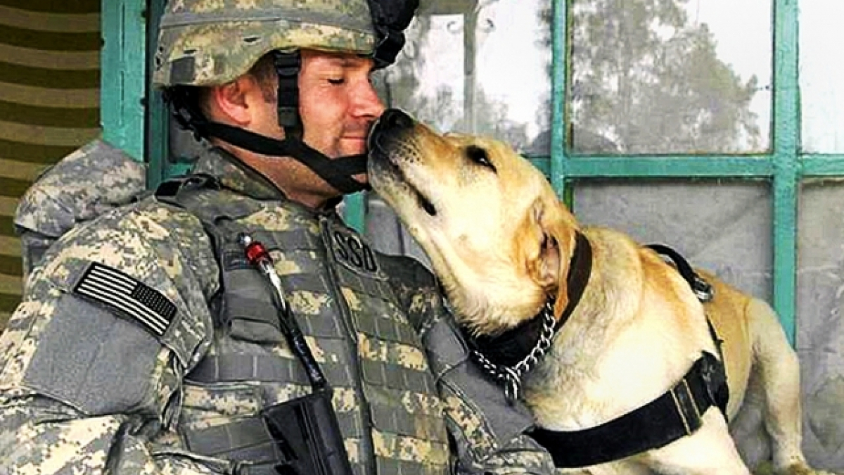 Illustration : "10 enseignements que vous ne connaissiez peut-être pas sur les chiens militaires"