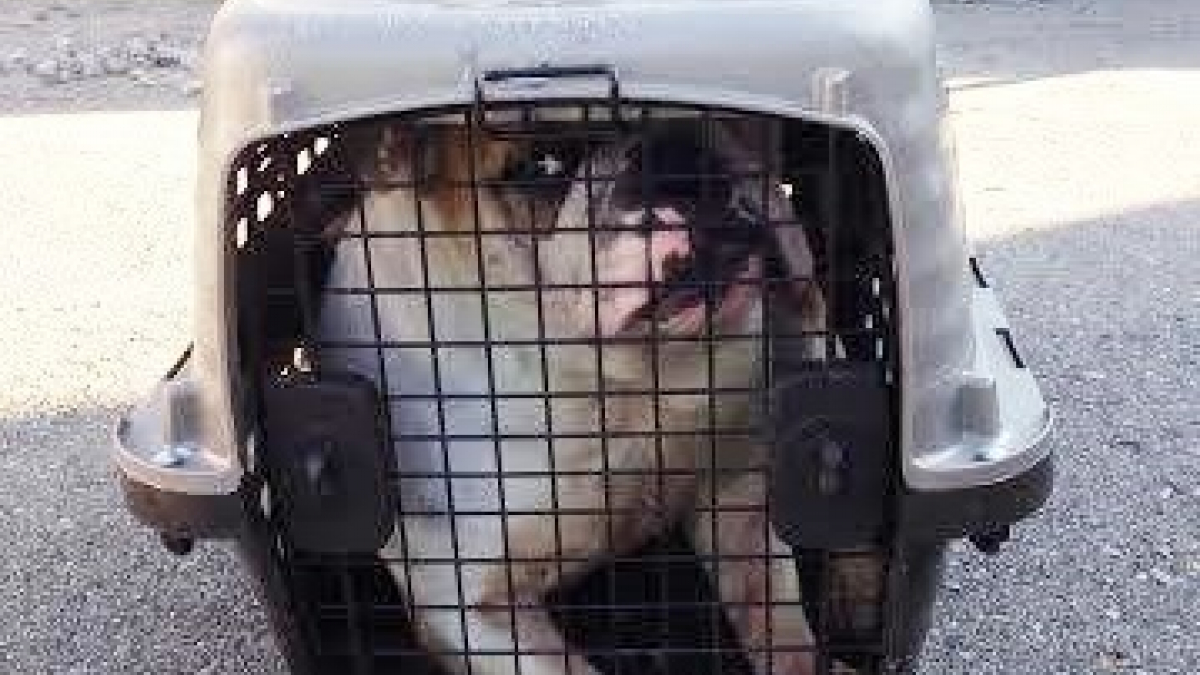 Illustration : "Une chienne enfermée dans une caisse trop étroite et abandonnée devant un refuge"