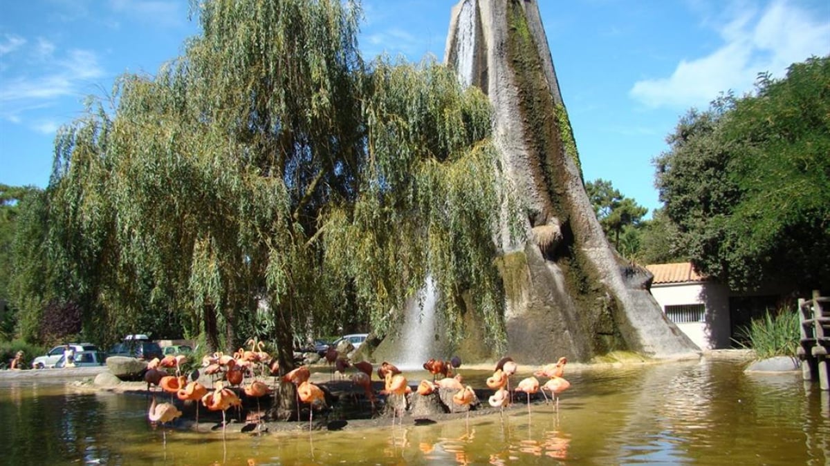 Illustration : "Charente-Maritime : le zoo de la Palmyre refuse l’accès à un chien guide d’aveugle"