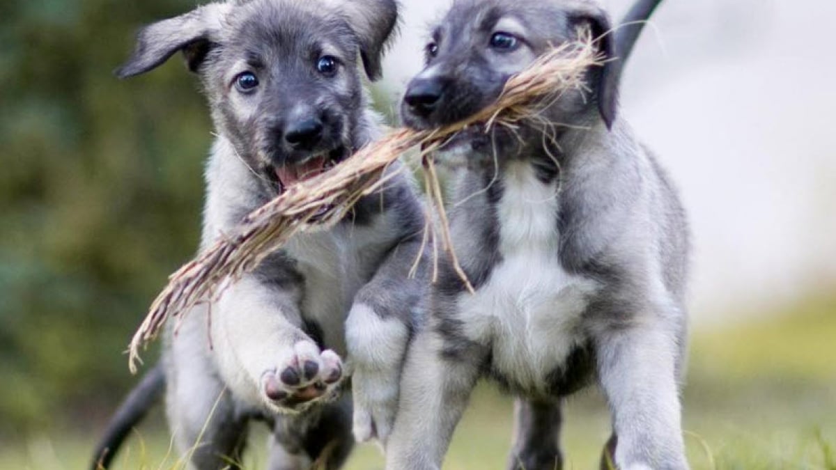 Illustration : "2 Lévriers Irlandais seraient les premiers chiens jumeaux identiques au monde ! "