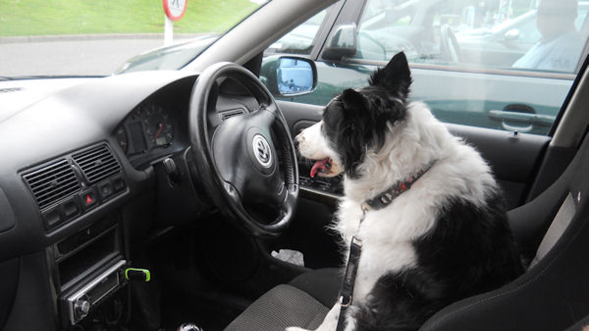 Illustration : "Forges-les-Eaux (76) : Il part se promener et laisse son chien dans sa voiture en pleine canicule"