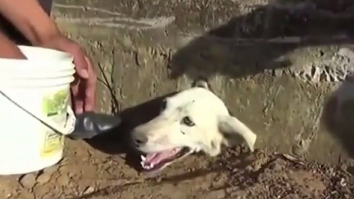 Illustration : "Des Péruviens se mobilisent pour sauver un chien avec la tête coincée dans une canalisation"