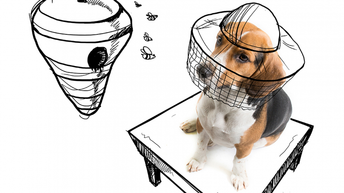 Illustration : "13 photos d'un illustrateur imaginant toutes sortes d’aventures pour ses modèles canins"