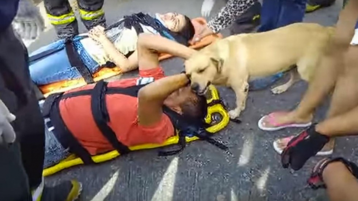 Illustration : "Colombie : un chien vient réconforter son maître sur les lieux de l’accident"