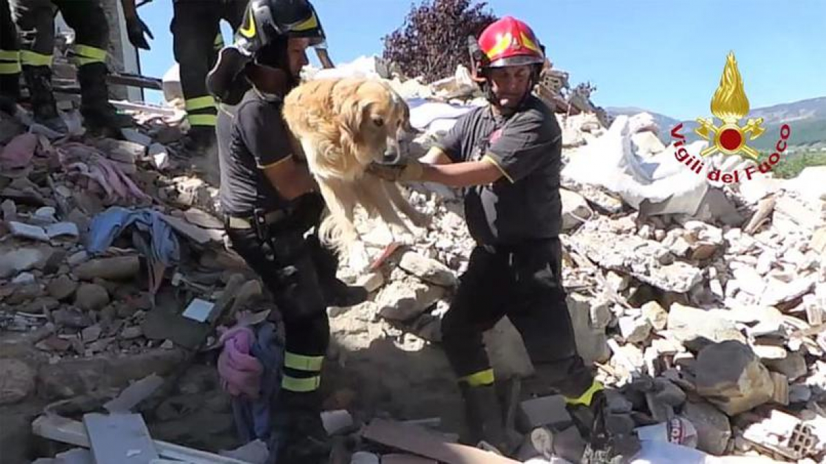 Illustration : "Séisme en Italie : un chien survivant retrouvé sous les décombres au bout de 9 jours"