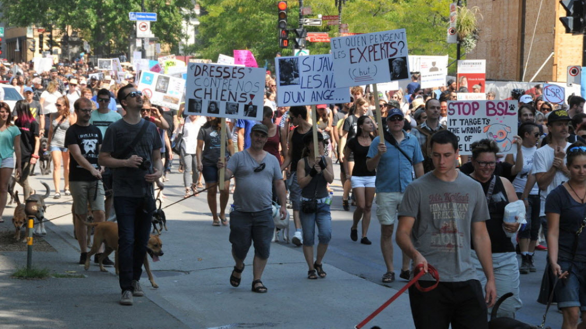 Illustration : "Canada : manifestation contre les mesures anti-Pitbull à Montréal"