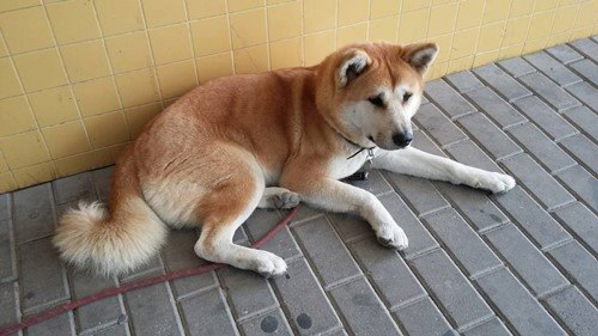Illustration : "Espagne : Une chienne attend sa maîtresse malade à l’extérieur de l’hôpital"