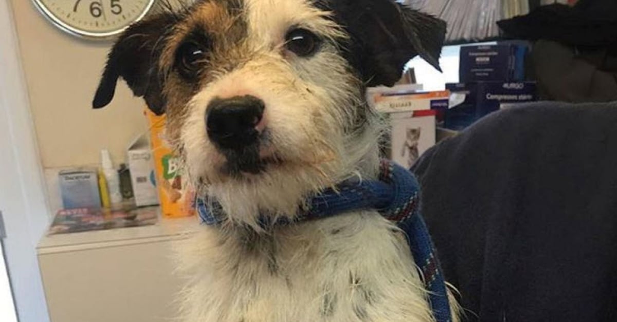 Villevaudé (77) Un chien trouvé dans la poubelle d’un refuge
