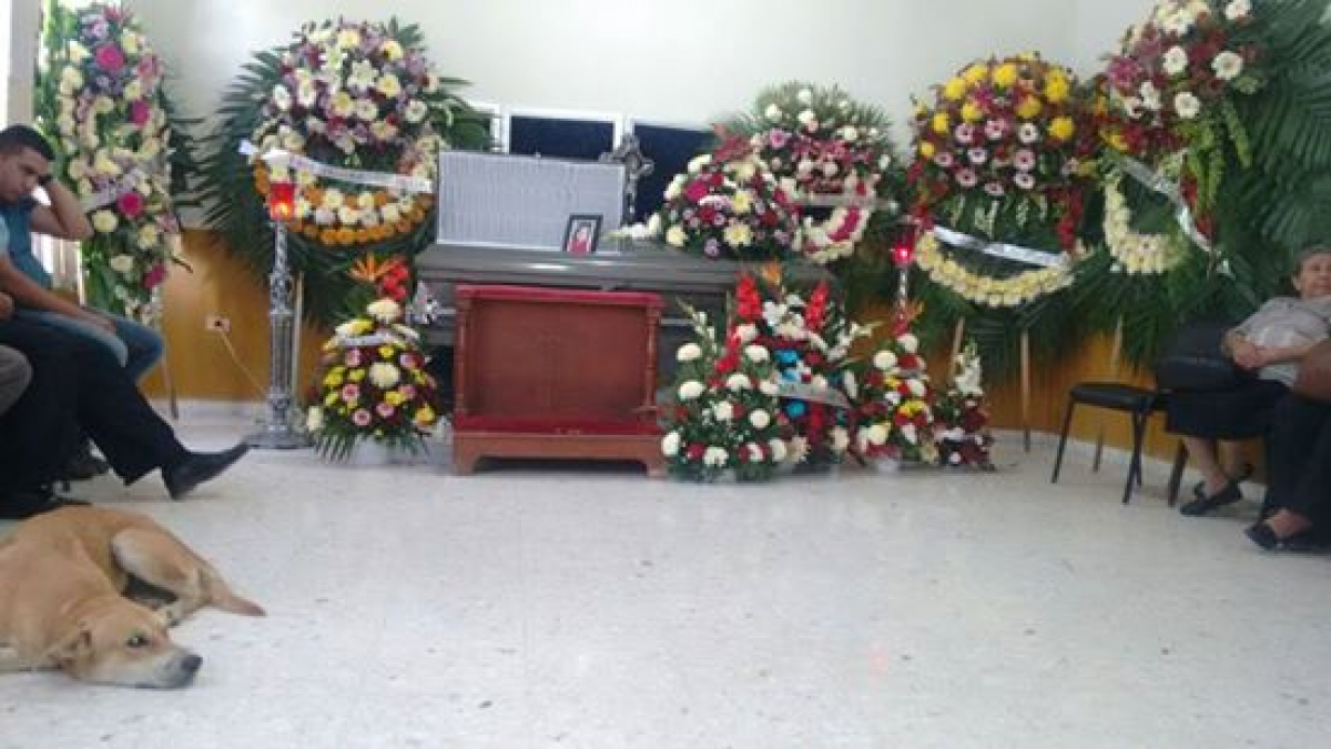 Illustration : "Mexique : Après 15 jours d’absence, le chien réapparaît lors des funérailles de sa maîtresse"