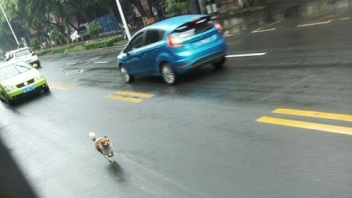 Illustration : "Chine : Un chien court après un bus pendant une demi-heure pour une raison inconnue"