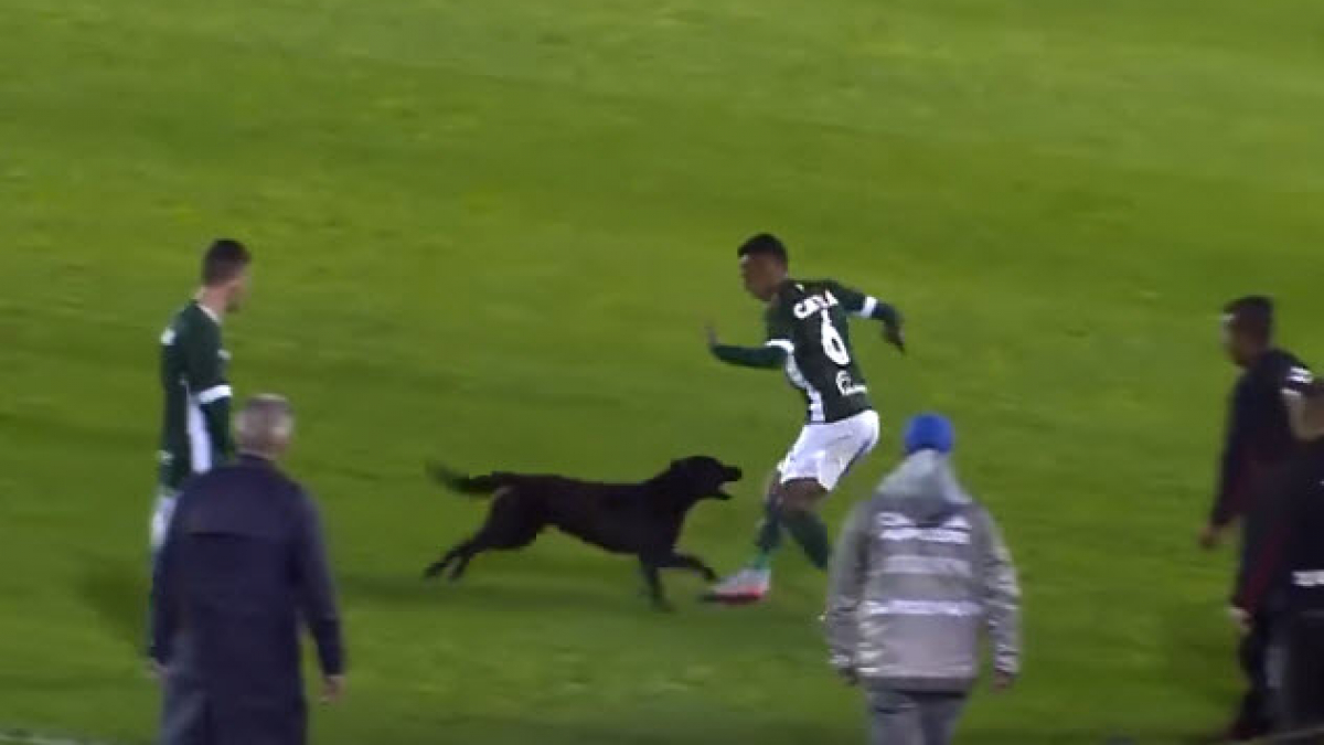 Illustration : "Brésil : un chien errant fait irruption sur un terrain de football et se met à poursuivre un joueur"
