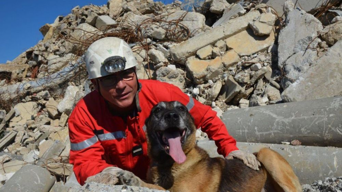 Illustration : "Ulis, un Malinois, est officiellement devenu le plus vieux chien pompier de France"