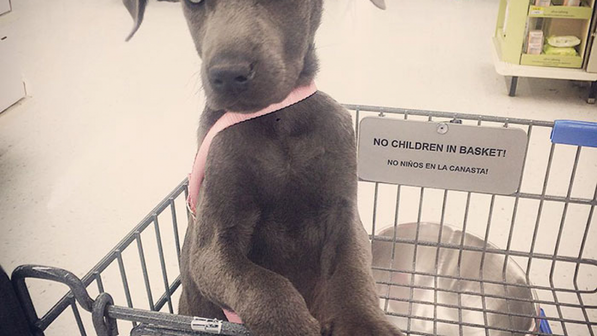 Illustration : "15 premières photos de chiens hyper-mignons lors de leur adoption !"