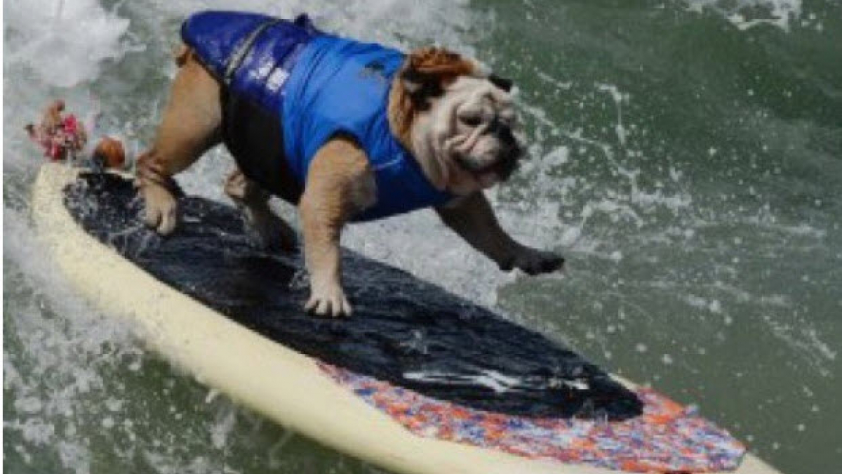 Illustration : "Le championnat international 2016 de surf canin a eu lieu en Californie ! "