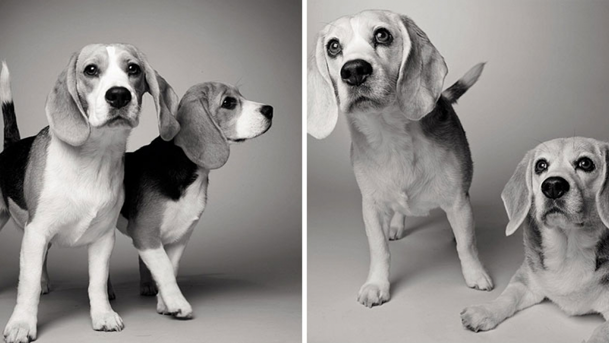 Illustration : "13 photos admirables des chiens avant et après l’âge adulte"