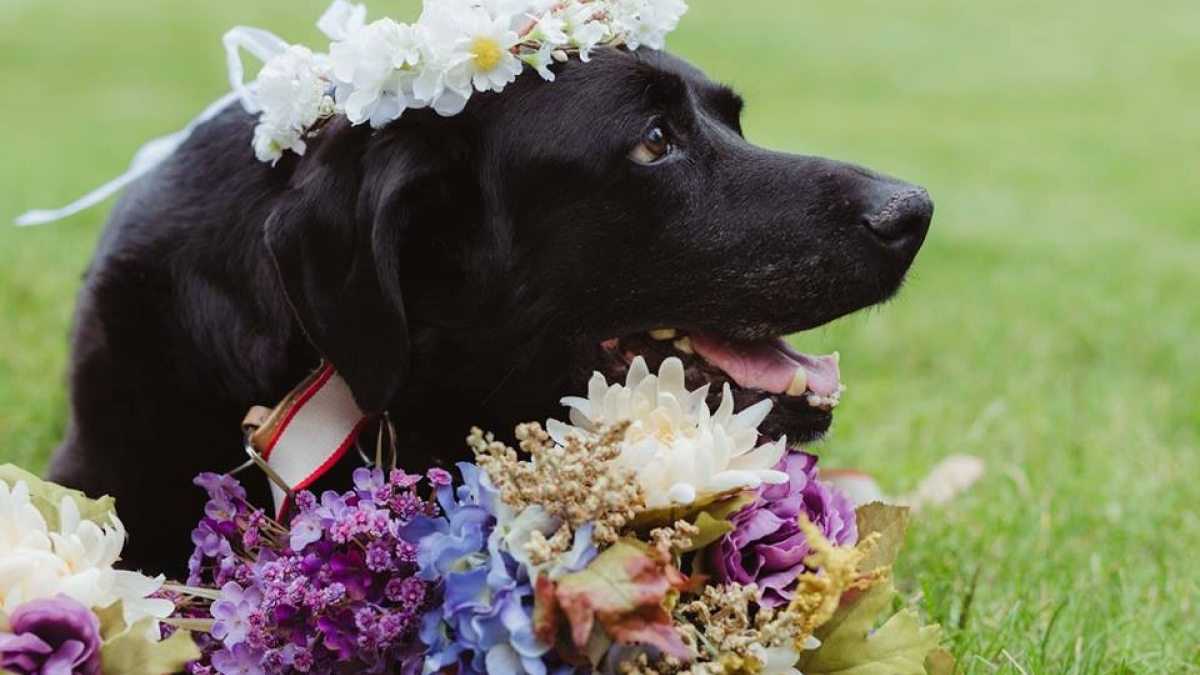 Illustration : "Ce chien mourant n’aurait manqué le mariage de ses maîtres pour rien au monde !"