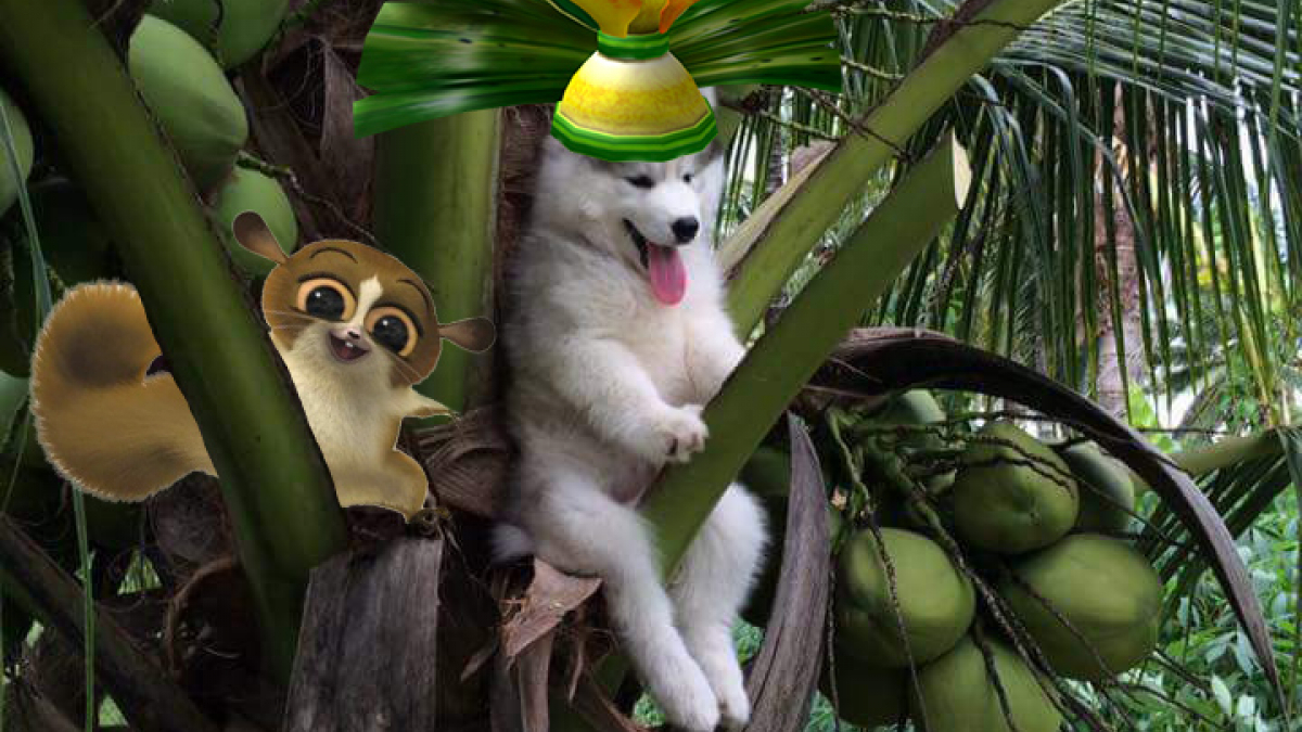 Illustration : "La photo d’un chien sur un cocotier détournée par les internautes fait le buzz !"