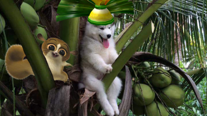 Illustration : La photo d’un chien sur un cocotier détournée par les internautes fait le buzz !
