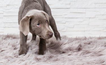 Illustration : "Développer la confiance en soi de son chien"