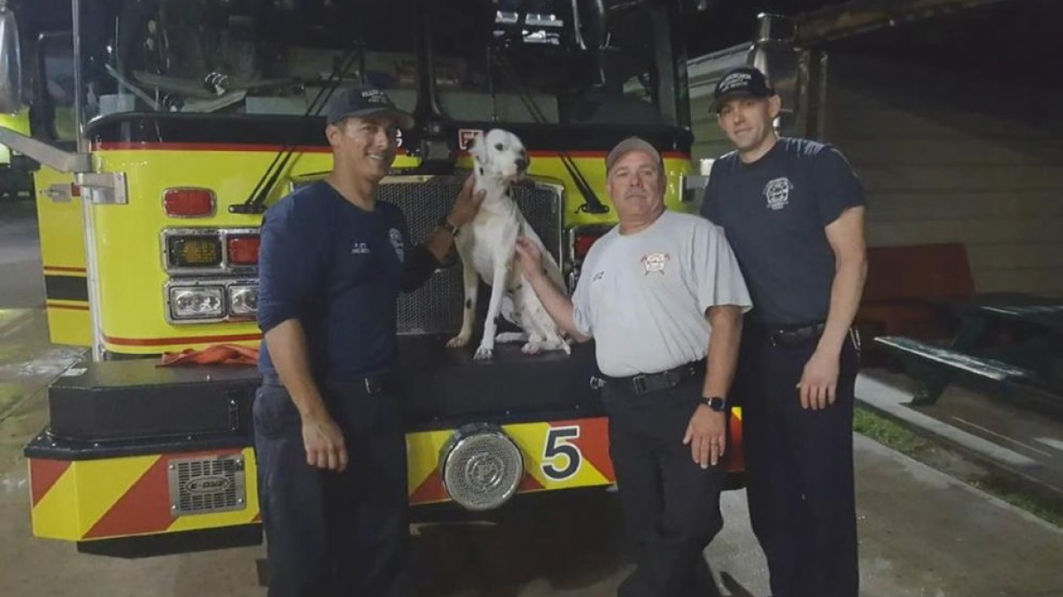 Illustration : "Un chien perdu se faufile dans la caserne de pompiers et en devient la coqueluche"