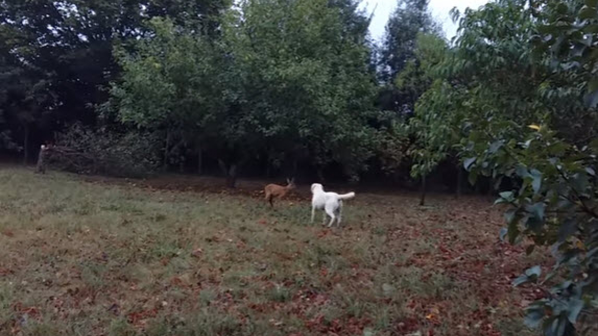Illustration : "(Vidéo) Quand un chien et un chevreuil se rencontrent pour la première fois"
