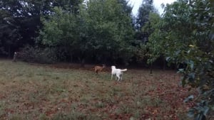Illustration : "(Vidéo) Quand un chien et un chevreuil se rencontrent pour la première fois"