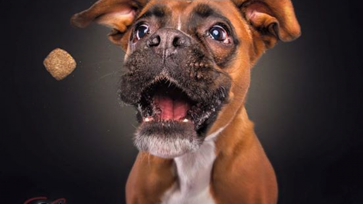 Illustration : "10 photos de chien qui s’apprêtent à rattraper des friandises en plein vol"