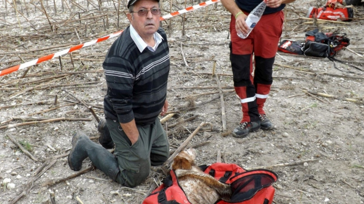 Illustration : "Brossac (16) : Un chien de chasse grièvement blessé après être tombé dans un puits "