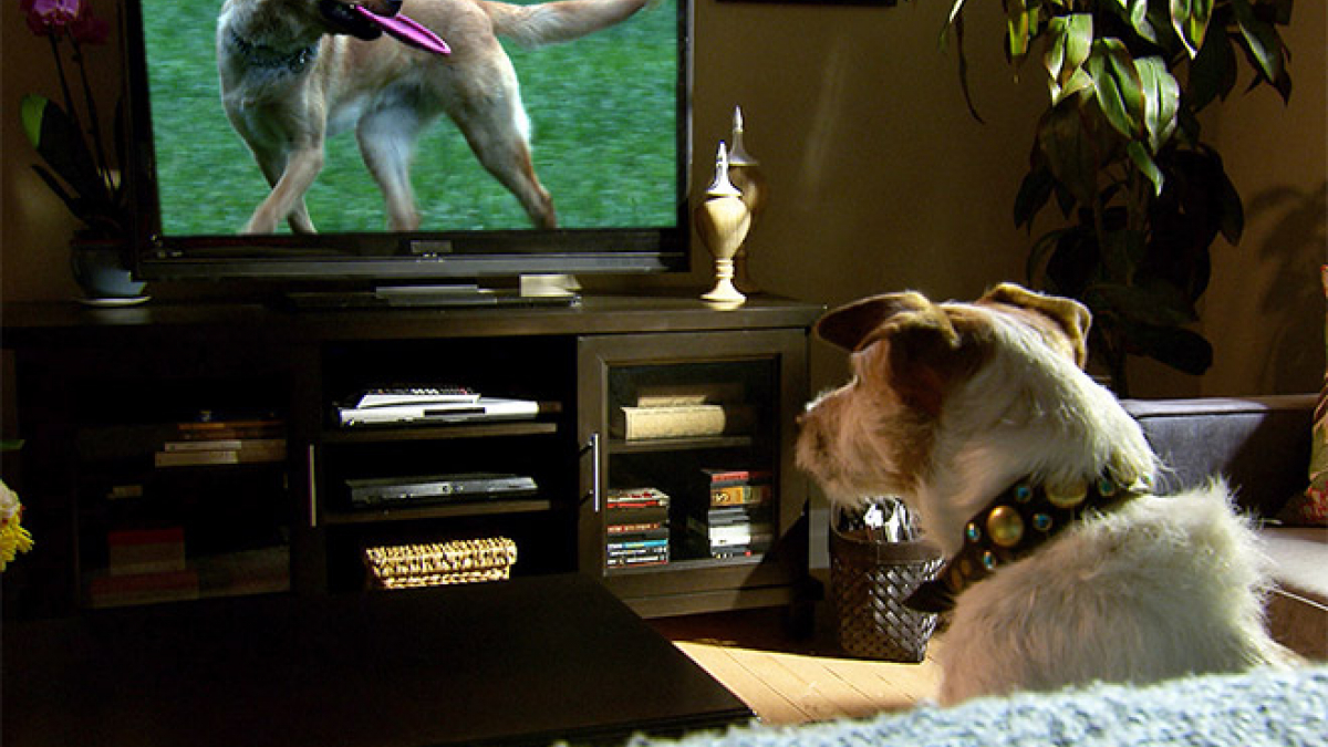 Illustration : "Que voient les chiens quand ils regardent la télévision ?"